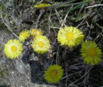 پای کره اسبی